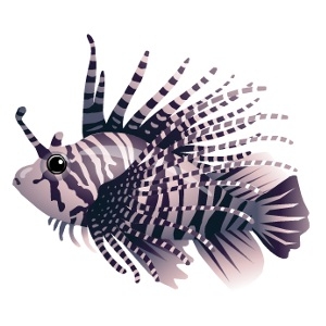 Shadow Stripe Lionfish